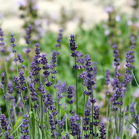 Bed & Breakfast Bastide Occitane Sainte-Croix (Tarn)